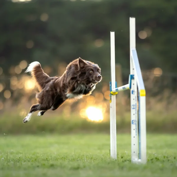 Agility Cue Systems
