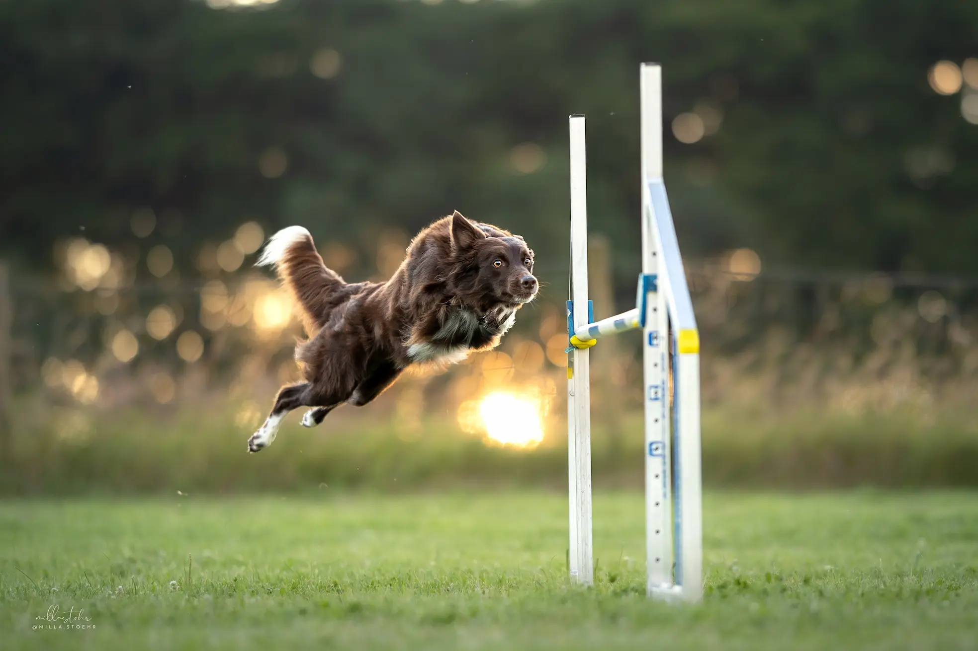 Kommandosysteme im Agility